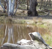 Mulligans Flat - Tourism Noosa