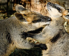 All Sydney Touring - Tourism Noosa 5