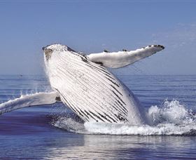 Fantasea Cruising Sydney - Tourism Noosa 2