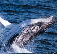Sydney Eco Whale Watching - Tourism Noosa