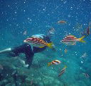 Imagine Cruises - Tourism Noosa