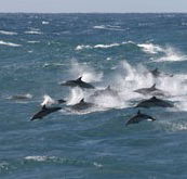Tamboi Queen Cruises - Tourism Noosa