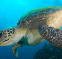 Byron Bay Dive Centre - Tourism Noosa