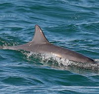 Byron Bay Dolphin Wildlife Tours - Tourism Noosa