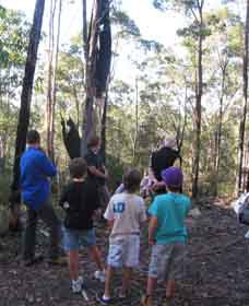 Boronia Tours - Tourism Noosa 1