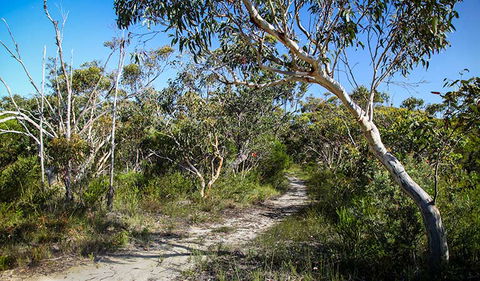 Aboriginal Heritage Walk - Tourism Noosa 2
