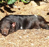 Symbio Wildlife Park - Tourism Noosa