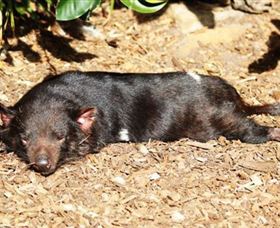 Symbio Wildlife Park - Tourism Noosa 0