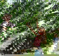 Forest Range Cherries - Tourism Noosa