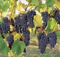 Hills Short Wine and Food Trail - Tourism Noosa