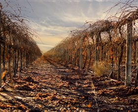 Andrew Peace Wines - Tourism Noosa 2