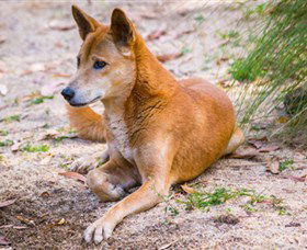 Territory Wildlife Park - Tourism Noosa 2