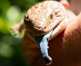 Territory Wildlife Park - Tourism Noosa 5
