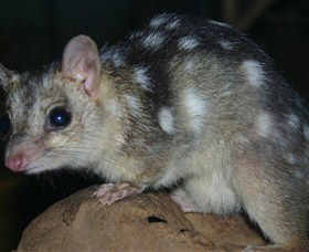 Territory Wildlife Park - Tourism Noosa 6