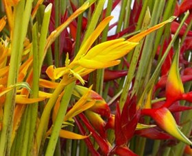 Parap Markets - Tourism Noosa 1