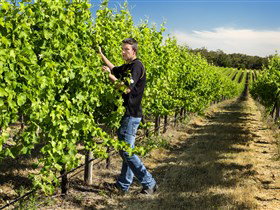 Patrick Of Coonawarra - Tourism Noosa 0