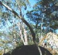 Dergholm State Park - Tourism Noosa