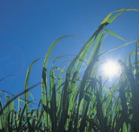 Australian Sugar Industry Museum - Tourism Noosa