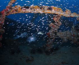 Lady Bowen Dive Site - Tourism Noosa 1