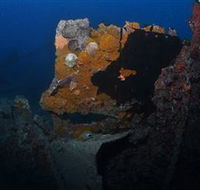 Lady Bowen Dive Site - Tourism Noosa