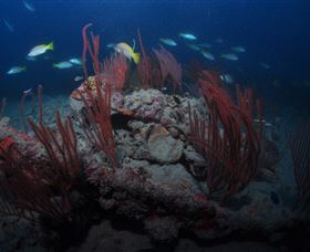 Lady Bowen Dive Site - Tourism Noosa 3