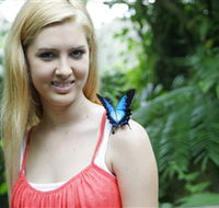 Australian Butterfly Sanctuary - Tourism Noosa