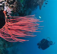 Eddy Reef Dive Site - Tourism Noosa