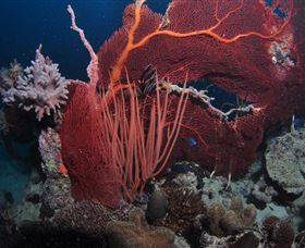 Eddy Reef Dive Site - Tourism Noosa 2