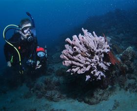 Eddy Reef Dive Site - Tourism Noosa 1