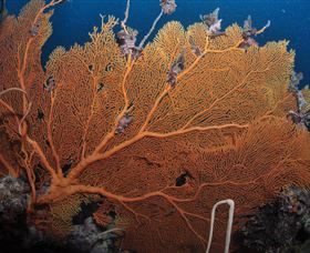 Eddy Reef Dive Site - Tourism Noosa 3