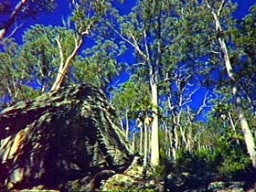 Blackdown Tableland National Park - Tourism Noosa 3