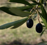 Red Rock Olives - Tourism Noosa