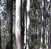 Kooyoora State Park - Tourism Noosa