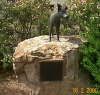 Dingo Statue - Tourism Noosa