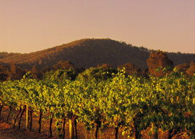 Taltarni Vineyards - Tourism Noosa 0