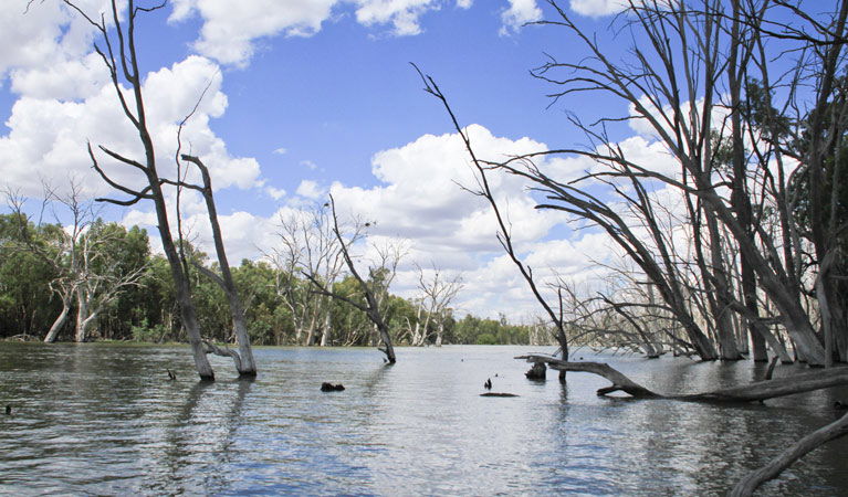 Colinroobie NSW Tourism Noosa