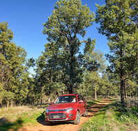 Forest drive - Tourism Noosa