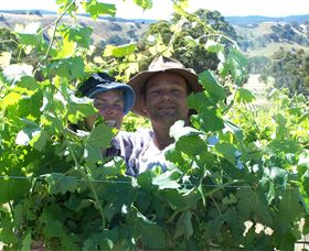 Wimmera Hills Winery - Tourism Noosa 0