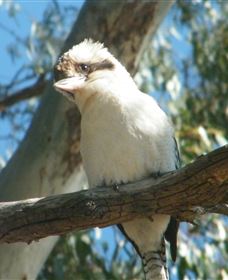 Bird Watching - Tourism Noosa 1