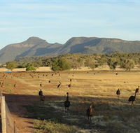 Emu Logic - Tourism Noosa