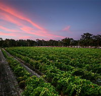 Amherst Winery - Tourism Noosa