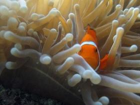 Whitsundays QLD Tourism Noosa