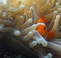 The Hangover Dive Site - Tourism Noosa