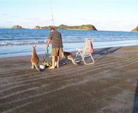 Cape Hillsborough National Park - Tourism Noosa 0