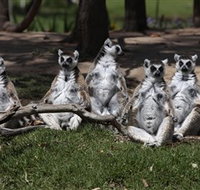 Savannah Visitor Plaza Taronga Western Plains Zoo Dubbo - Tourism Noosa