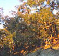 Mount Alexander Regional Park - Tourism Noosa