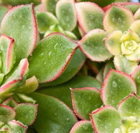 Billabong Garden Complex  Cafe - Tourism Noosa