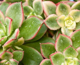 Billabong Garden Complex & Cafe - Tourism Noosa 0