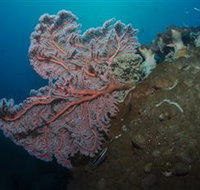 Luncheon Bay Dive Site - Tourism Noosa
