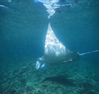 Manta Ray Bay Dive Site - Tourism Noosa